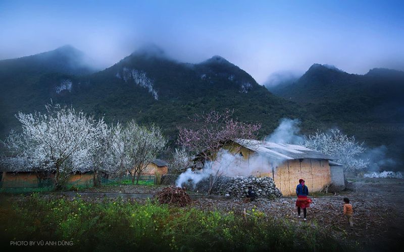 Peach blossoms bloom on the Ha Giang rocky plateau